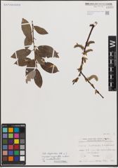 Foto von Salix daphnoides Vill. x Salix nigricans Sm.